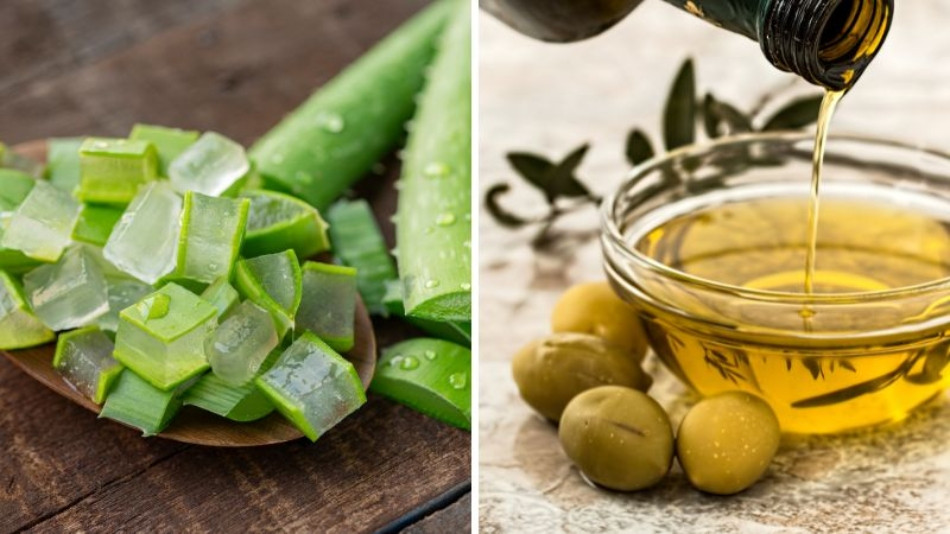 Ủ tóc với nha đam và dầu oliu