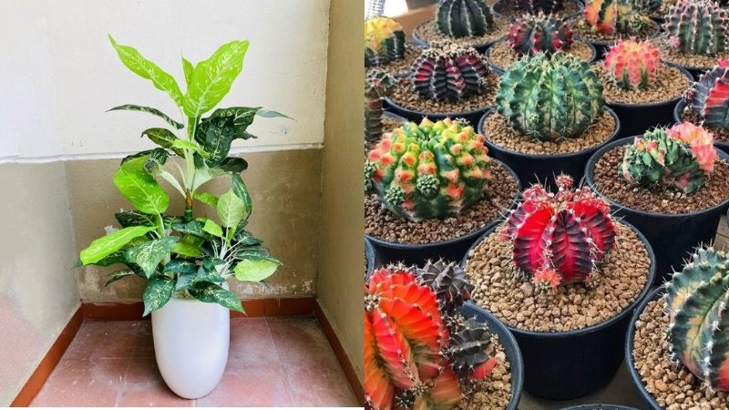 Vạn Niên Thanh và Xương Rồng - Cây hợp với nam Tân Mùi 1991