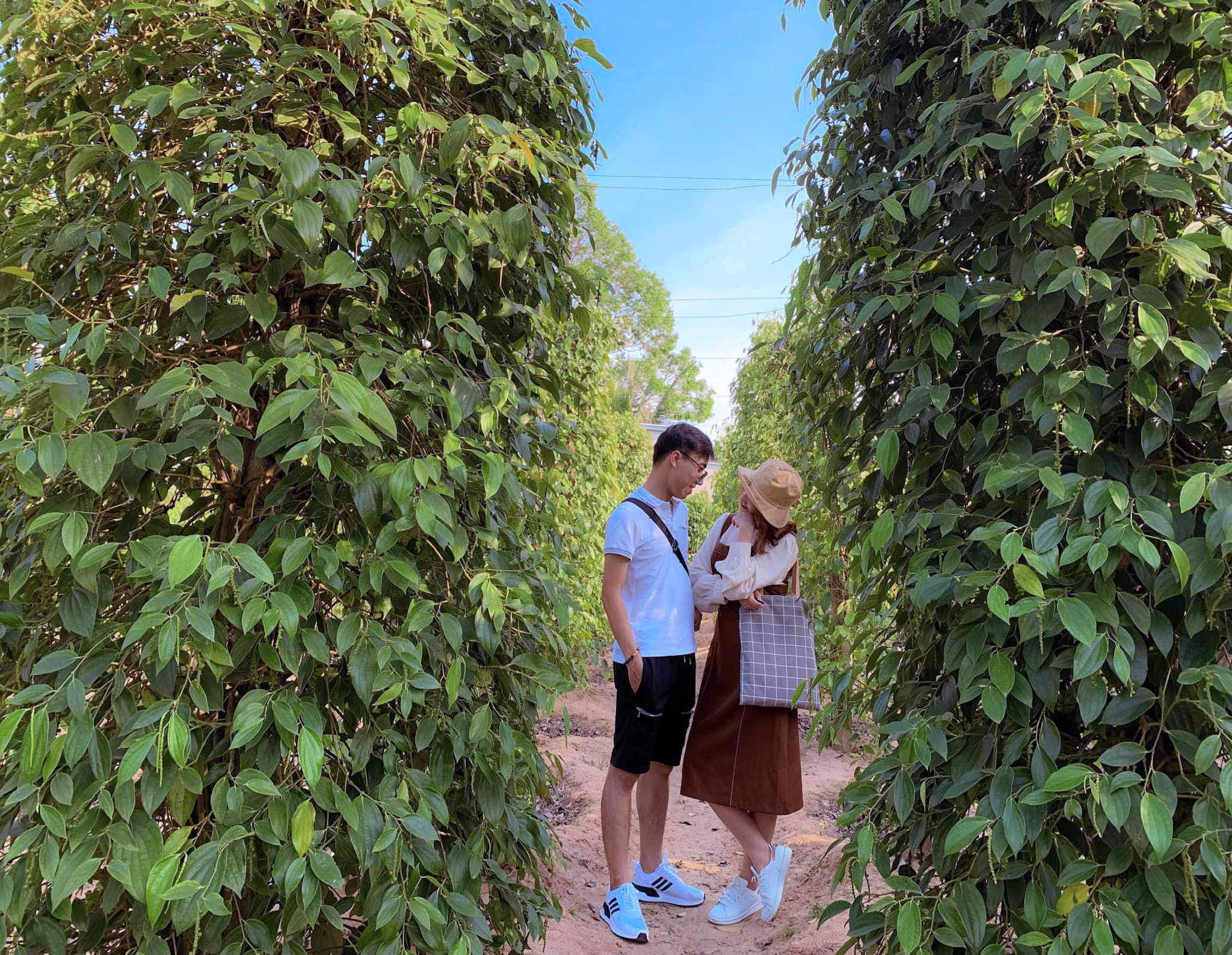 Vườn tiêu Phú Quốc